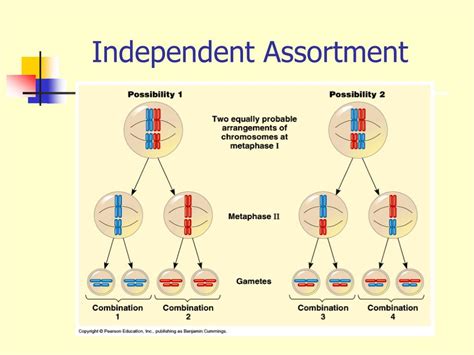 When Does Independent Assortment Occur?