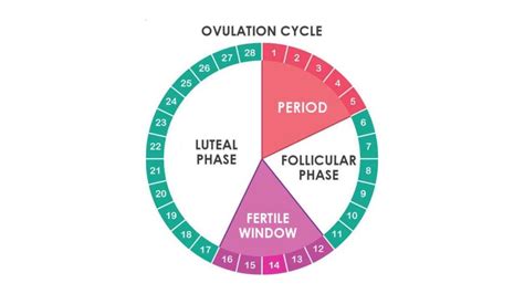 When Does Ovulation Happen After Period