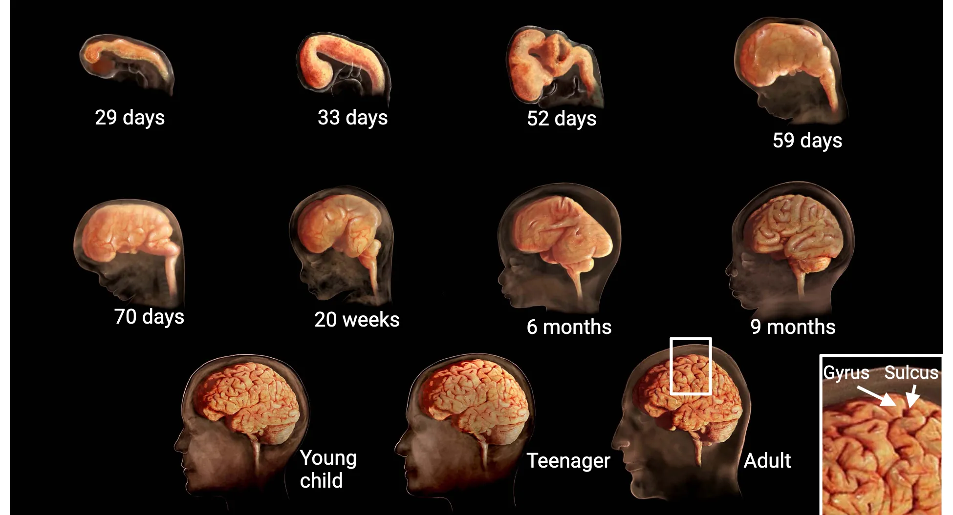 What Age Is The Brain Fully Developed
