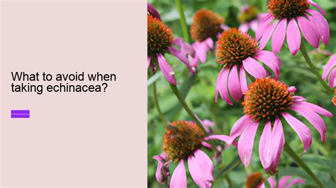 When To Avoid Echinacea