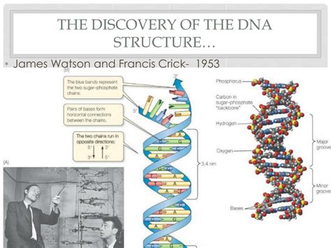 When Was Dna Discovered Structure