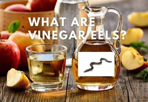 When Was Vinegar Discovered