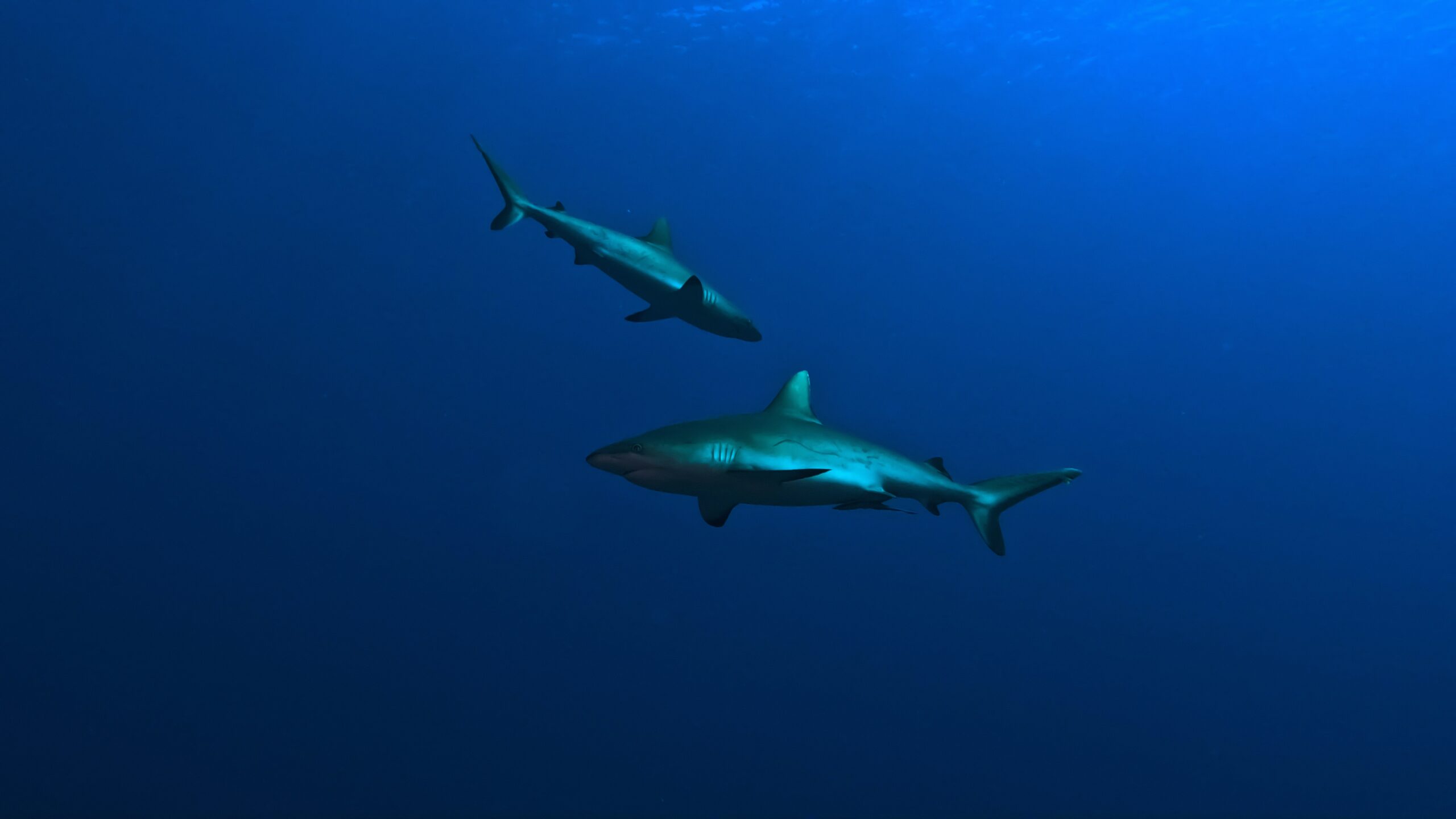 Shark Migration Patterns Where Are Sharks Found Around The World