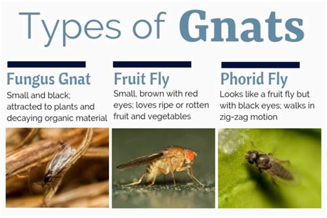 Where Do Gnats Come From And Why