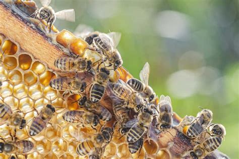 Where Do Live Bees
