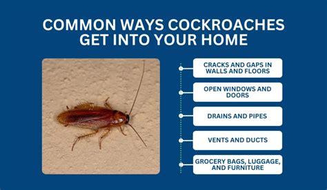 Where Do Roaches Come In From