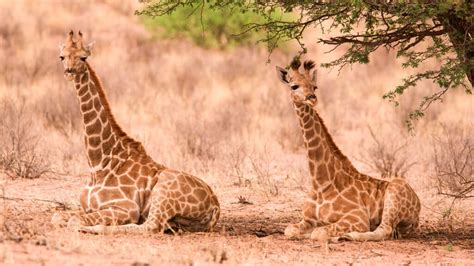 Where Does Live Giraffe