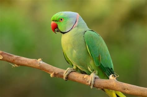 Where Does Live Parrot