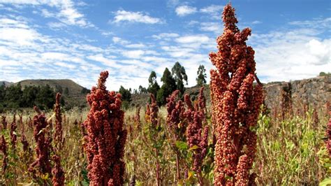 Where Does Quinoa Come From