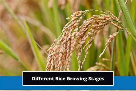 Where Does Rice Come From