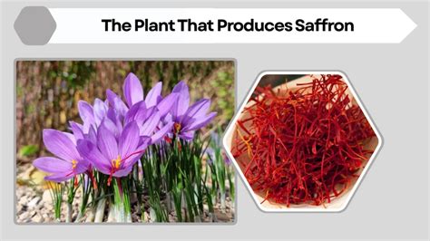 Where Does Saffron Come From