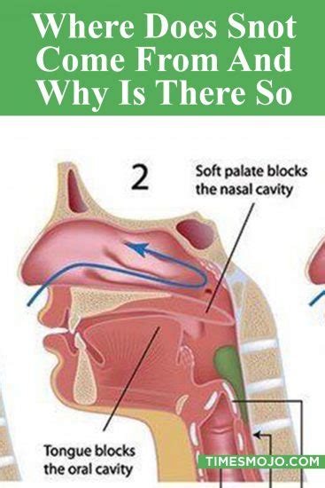 Where Does Snot Come From And Why