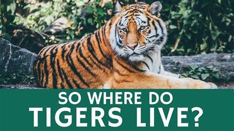 Where Does Tiger Live
