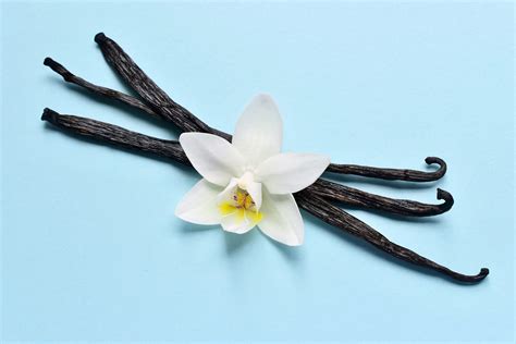 Where Does Vanilla Come From
