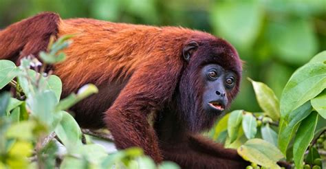 Where Is Found Amazon Rainforest