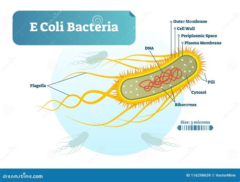 Where Is Found E Coli