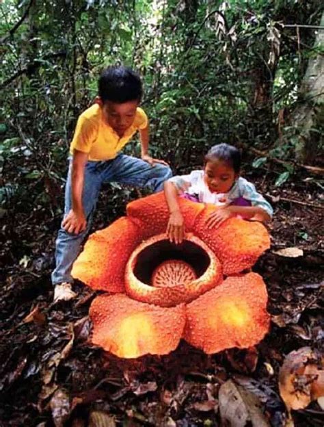 Where Is Found Rafflesia Flower