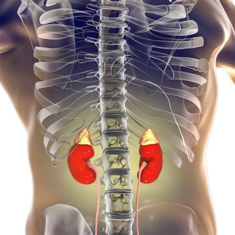 Where Is Located The Kidney