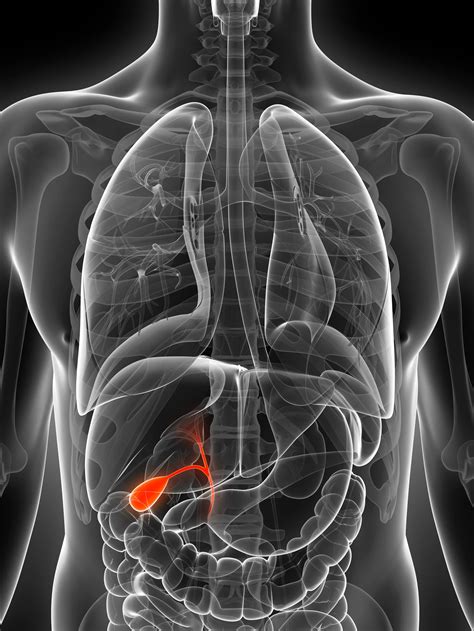 Where Is The Gallbladder Located