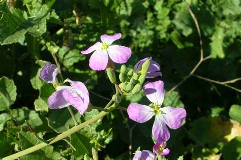 Wild Radish: Discover Its Surprising Health Benefits