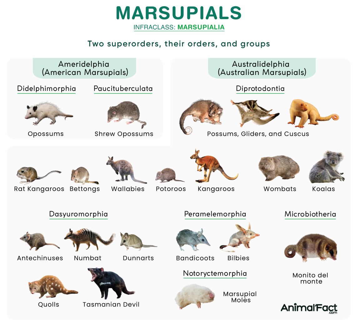 Wombat Are They Endangered