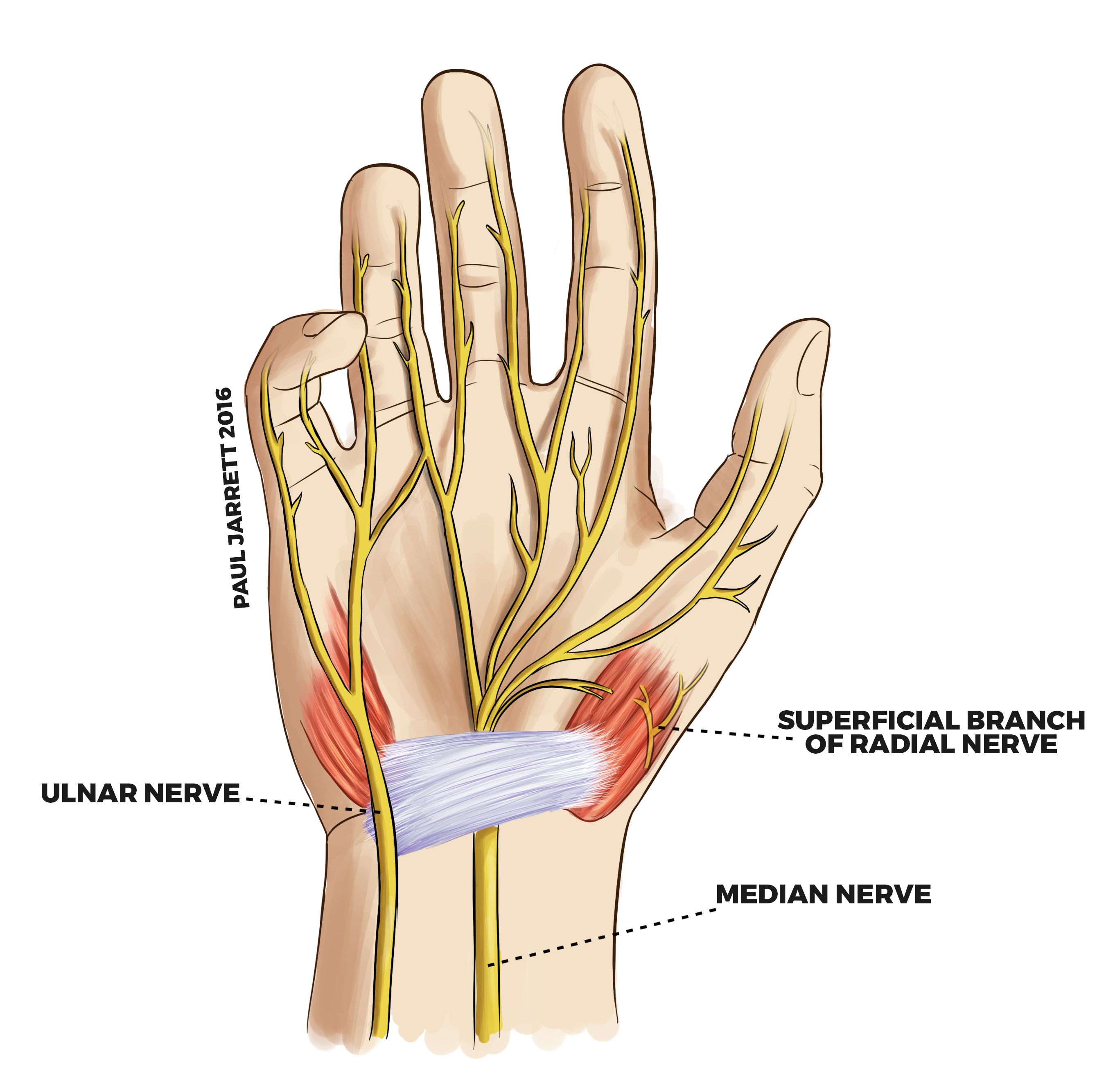 Wrist Xray Normal