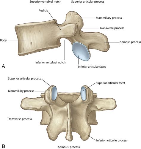 X Process Anatomy
