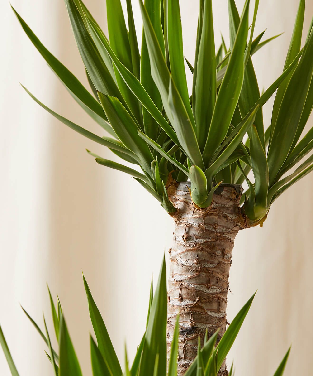Yucca Is A Vegetable